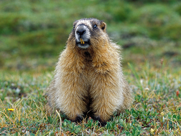 Photo of Marmota caligata by Ian Gardiner